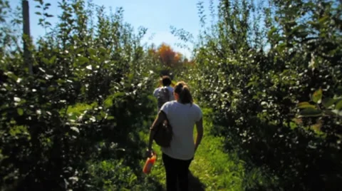 Two people walking through orchard. Stock Footage 8836440
