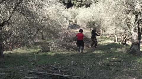 Two people working in an olive grove, moving pruned branches away 스톡 동영상 158328158