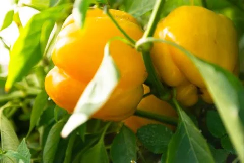 Two peppers Stock Photos