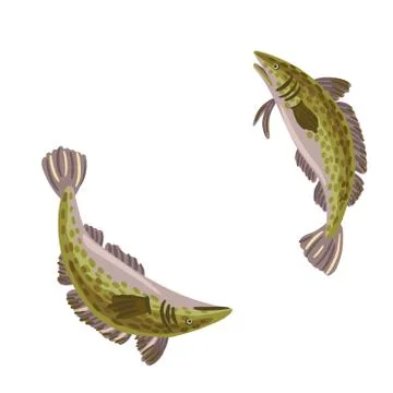 Two perch swim in a circle. Vector animals on white background. Stock Illustration