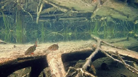 Two perch swim over sunken tree below rippling water surface Stock Footage 121175741