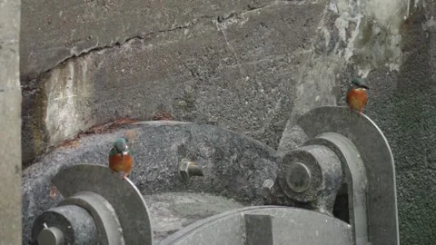 Two Perched Common Kingfishers at Harbour, Urban wildlife scene 動画素材 276965702