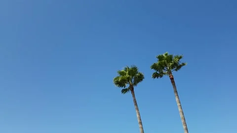 Two perfect palm trees against blue clear sky Stock Footage 151211320