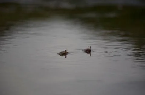 Two periscopes Stock Photos