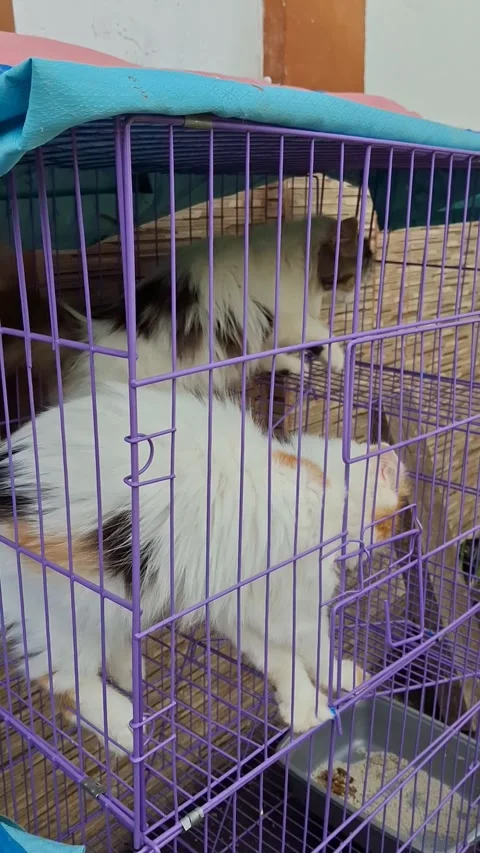 Two Persian cats inside their cage, gently moving back and forth Video stock 325030739