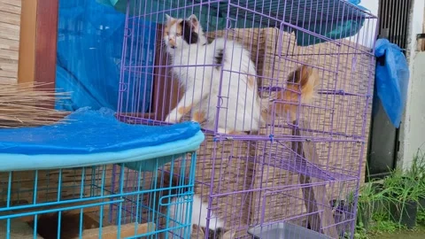 Two Persian cats inside their cage, gently moving back and forth Stock Footage 325030930