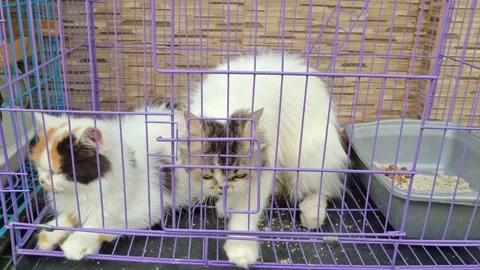 Two Persian cats inside their cage, gently moving back and forth Stock Footage 325031395