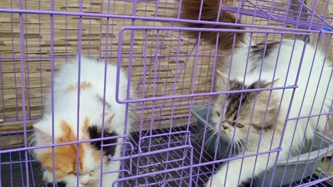 Two Persian cats inside their cage, gently moving back and forth Video stock 325031496