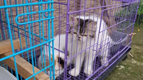 Two Persian cats inside their cage, gently moving back and forth Video stock 325031597
