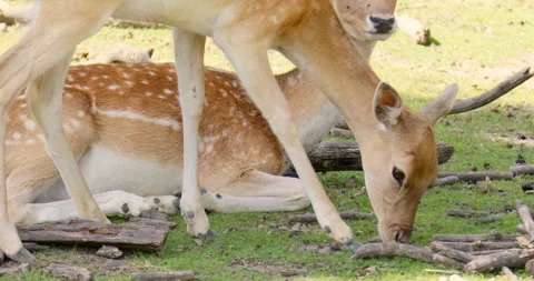Two Persian fallow deer resting and grazing Stock Footage 255959556