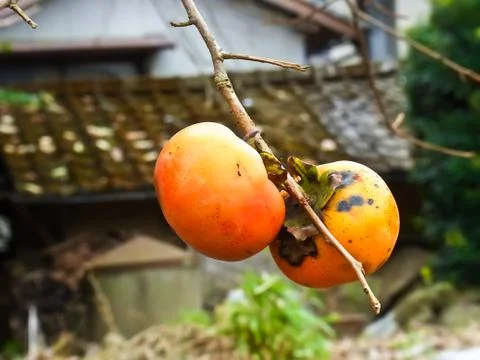 Two persimmon on the branch Stock Photos
