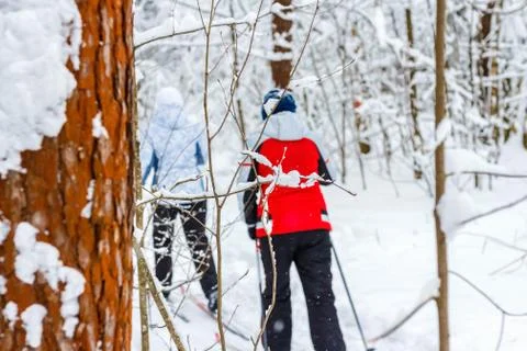 Two persons ski in the winter forest Stock Photos