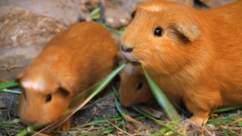 Two Peruvian Cuys Eating on Local Farm Stock Footage 110344756