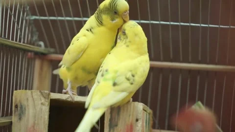 Two Pet Budgies Showing Affectionate Bond Stock Footage 322214427