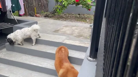 Two pet dogs playing and walking on the stairs in a house garden Vídeo Stock 329613151