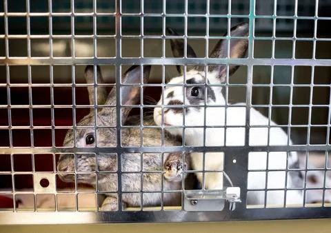 Two pet rabbits in a cage Stock Photos