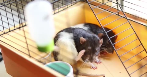 Two pet rats drinking water from a bottle inside their cage Stock Footage 339070176