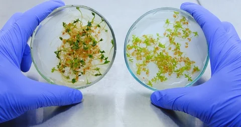 Two Petri dishes with different sprouts salad Stock Footage 112710524