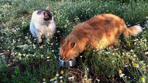 Two pets, a dog and a cat, drinking water from a bowl in a field of daisies Stock Footage 337126671