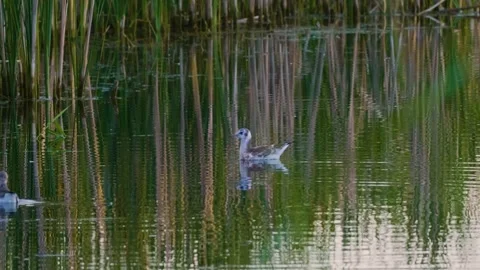 Two Phalaropes Foraging in Ros River, Ukraine Wetland Reeds Stock Footage 326378056