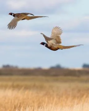 Two Pheasant Roosters in Flight Stock Photos