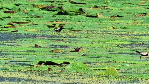 Two Pheasant-tailed Jacanas Foraging on Euryale Leaves Stock Footage 341367091