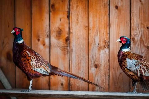 Two pheasants on the bridge Stock Photos