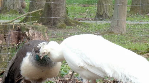 Two pheasants in love Stock Footage 51493431