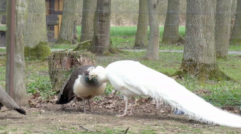 Two pheasants in love Stock Footage 51493881