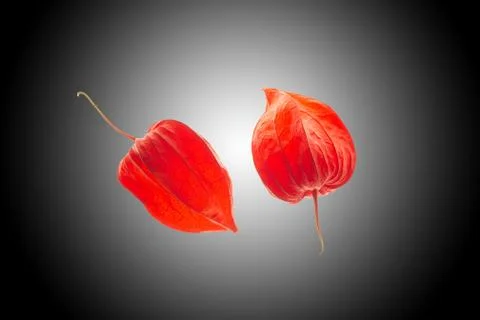 Two physalis close ups Stock Photos