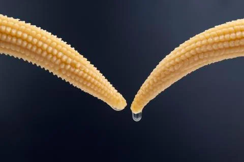 Two pickled corn on a fork close-up on a dark blue background. food and veget Stock Photos