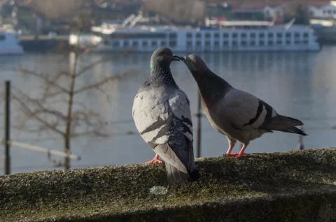 Two pidgeon on the edge of a building Stock Photos