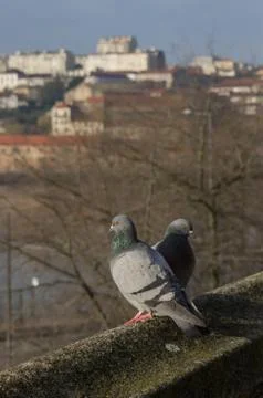Two pidgeons on the edge of a building Stock Photos