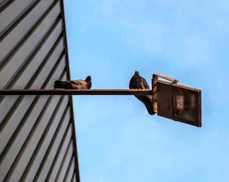 Two pidgeons on a lamp Stock Photos