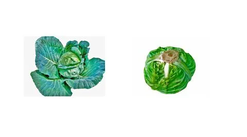 Two pieces of cabbage isolated on white Stock-Fotos