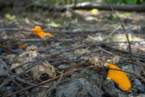 Two pieces of orange peel discarded amongst twigs Stock Photos