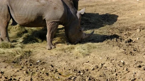 Two pieces of rhinoceros Stock Footage 154202895