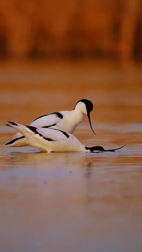 Two pied avocets foraging in golden sunset light Vidéo 334635498