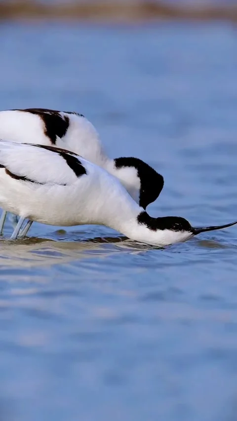 Two pied avocets foraging in shallow water Vidéo 334635294