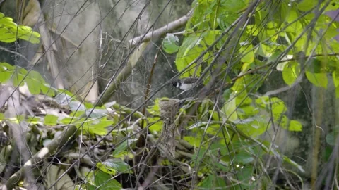 Two pied fantails taking turns to feed baby leaving it inside the nest Video stock 339655812