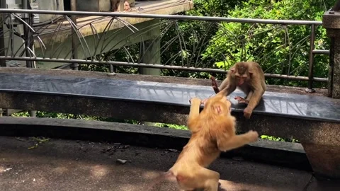 Two pig-tailed macaques play with each other in a public park in Phuket. Vídeos de archivo 337767862