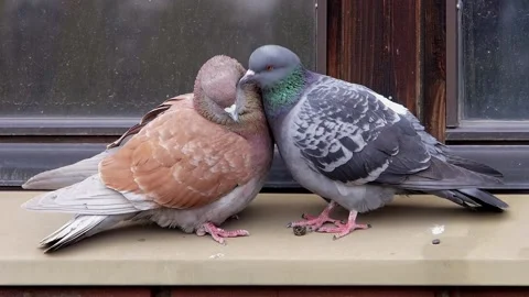 Two pigeon cleaning one another Stock Footage 223833809