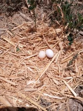 Two pigeon eggs in the home Stock Photos