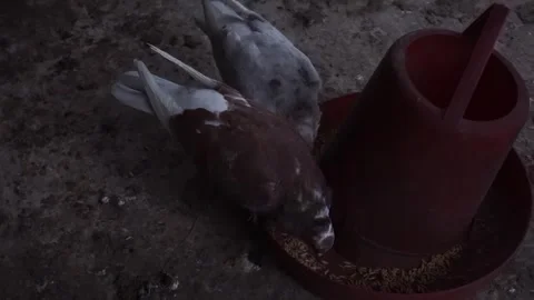 Two pigeon Stock Footage 250609486