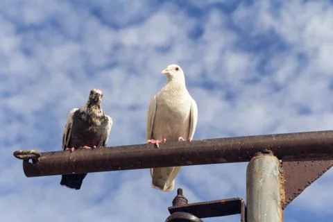 Two pigeon perch on a Rack with clear blue sky Stock Photos