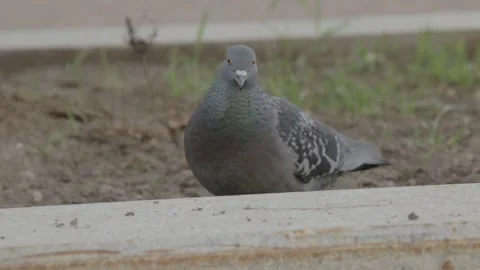 Two pigeon on the street Video stock 86407958