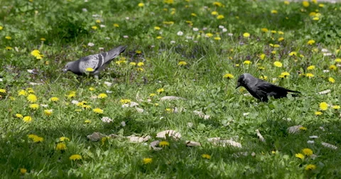 Two pigeons and a jackdaw search for food in the grass Stock Footage 246830804