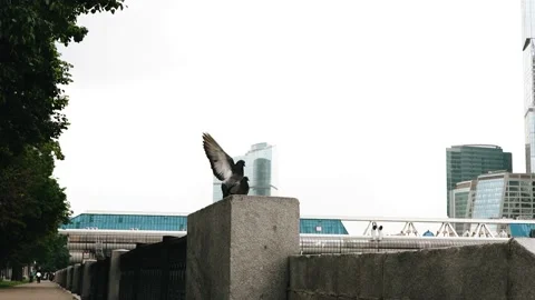 Two pigeons are engaged in mating games on the parapet on the embankment 스톡 동영상 162381023