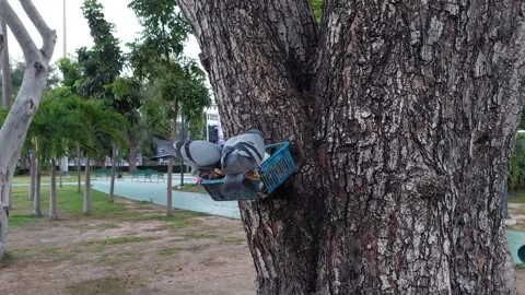 Two pigeons are fighting over food Stock-Footage 292348938