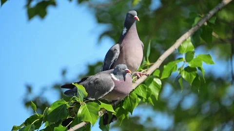 Two pigeons are fighting on a tree branch. Stock Footage 288631727